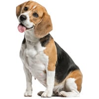 beagle hundefutter kaufen schweiz