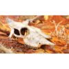 exo terra bueffel schaedel buffalo skull