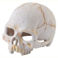 exo terra primate skull totenkopf