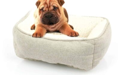 Perfekte Hundebette und Hundeschlafplätze