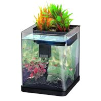 kleines oekosystem aquarium nano plant 20 liter