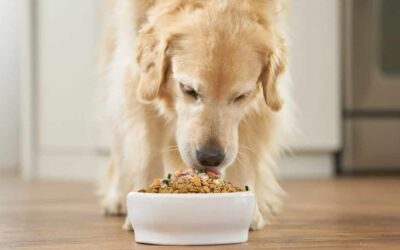 Was fressen Hunde gerne?